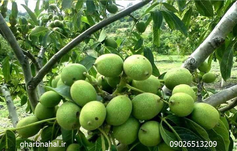 معرفی و خرید نهال گردو چندلر و فرنور مجوزدار 2