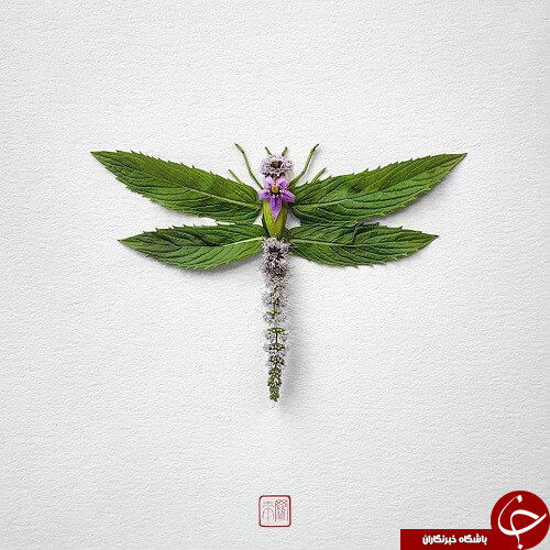 تصاویری از گل هایی که تبدیل به حشره شدند