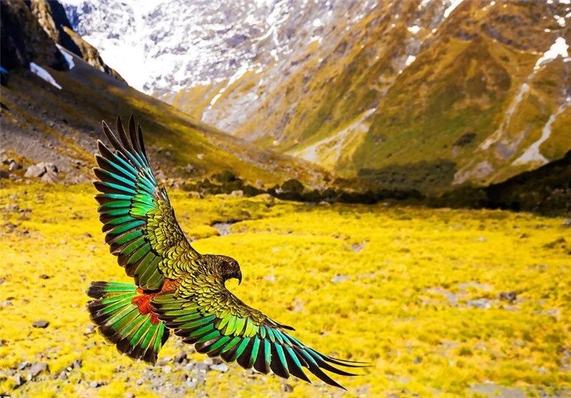 طبیعت زیبای نیوزیلند/تصاویر