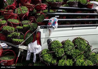 شهر در چند قدمی بهار/تصاویر