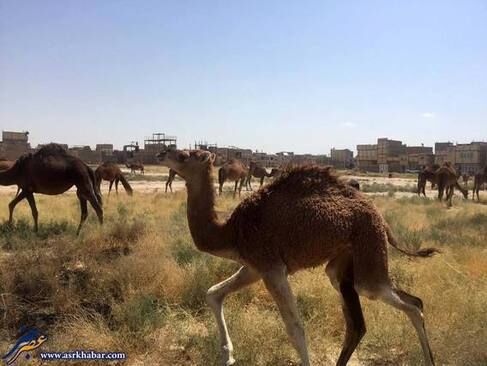 تجمع ده‌ها شتر در قم /تصاویر