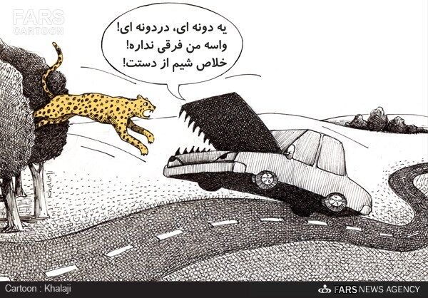 تنها 2 یوزپلنگ ماده ایرانی داریم!/تصویر