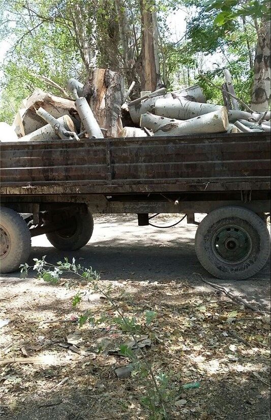 ادامه قطع درختان ورزشگاه آزادی