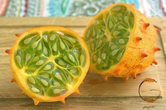 تصاویری از خیار مدل آفریقایی
