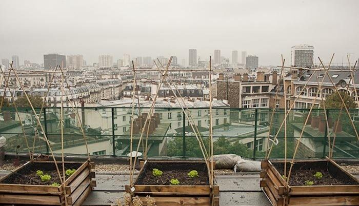 پاریس سبزتر و زیباتر/تصاویر