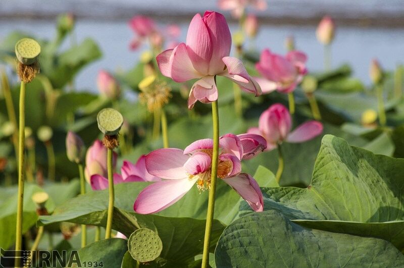 فصل نیلوفرهای آبی در تالاب انزلی/ تصاویر
