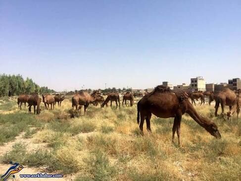 تجمع ده‌ها شتر در قم /تصاویر