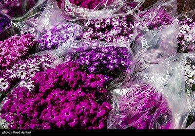 شهر در چند قدمی بهار/تصاویر