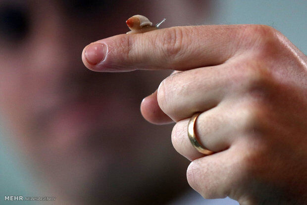 سرشماری حیوانات باغ وحش لندن‎/تصاویر