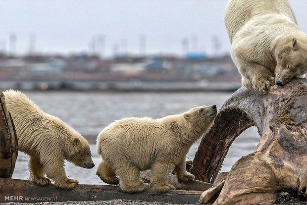 تصاویری از خرس‌های قطبی در جستجوی غذا