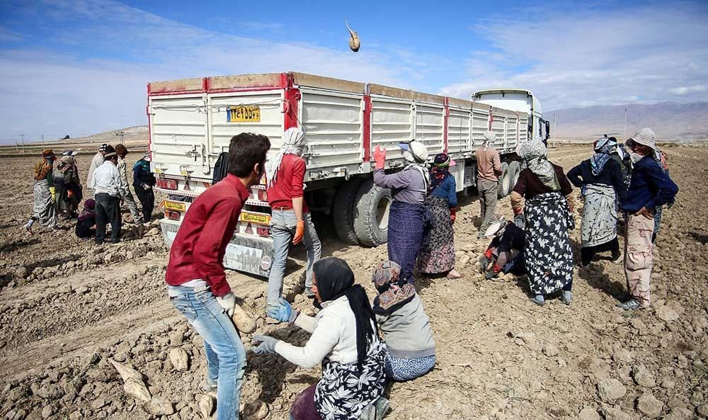 چغندر اینگونه شکر می‌شود/تصاویر
