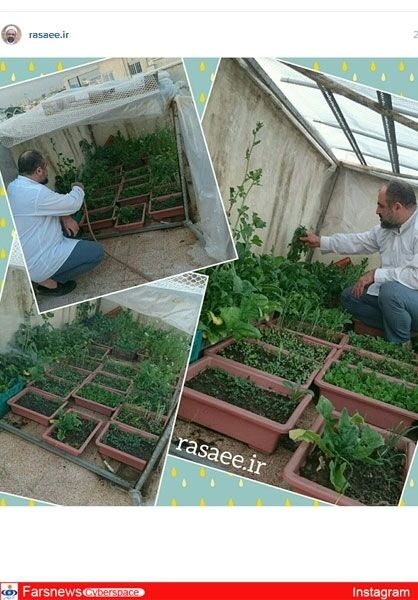 سبزی‌کاری رسایی در پشت‌بام/عکس